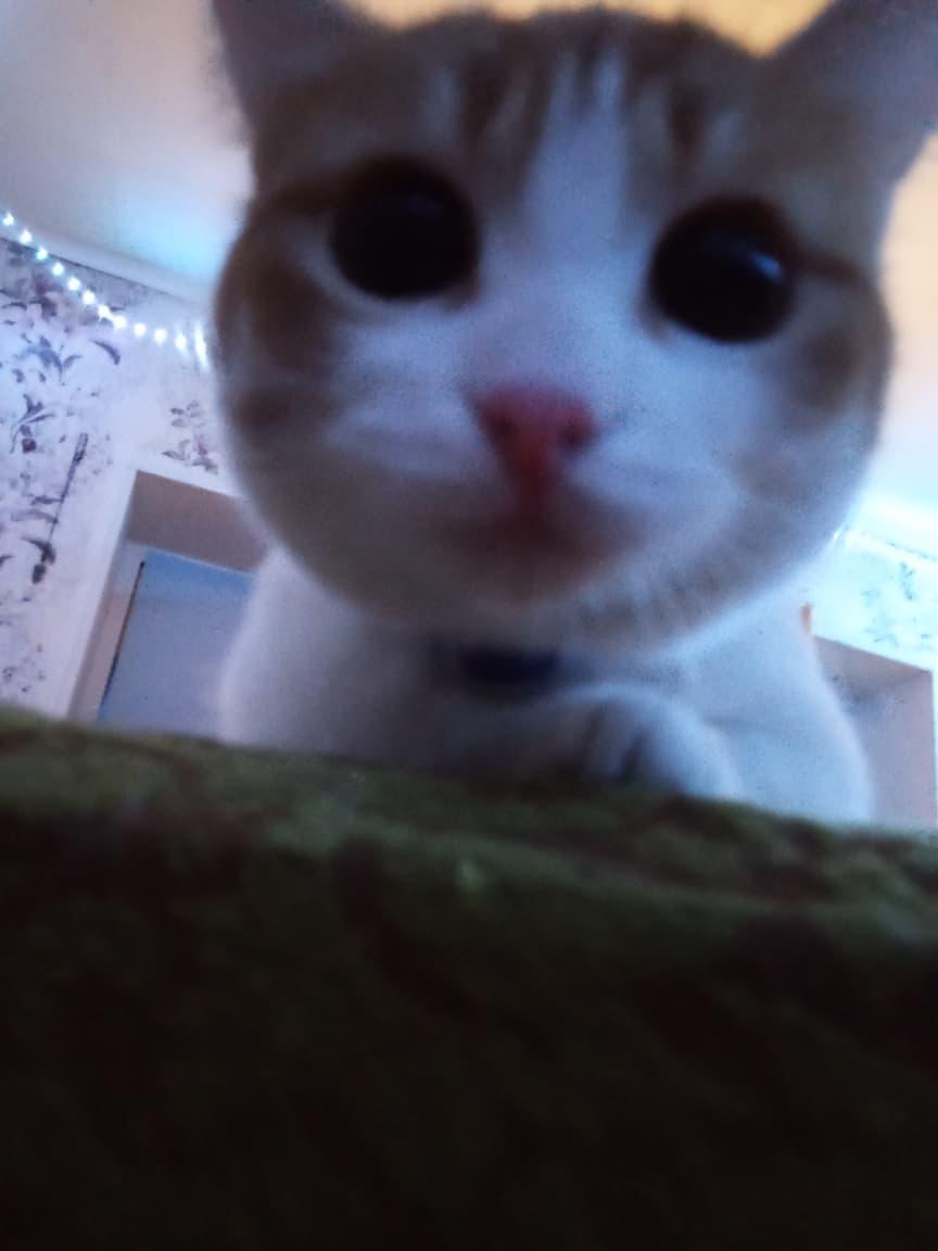 Фото В Новосибирске опубликованы кадры питомцев в День рыжего кота 6